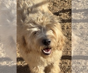 English Cream Golden Retriever-Poodle (Miniature) Mix Puppy for sale in SCOTTSDALE, AZ, USA