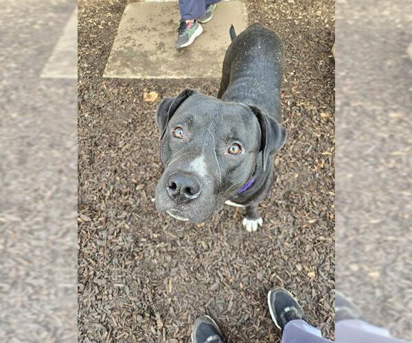 Medium Photo #1  Puppy For Sale in , 