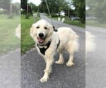 Small #2 Golden Pyrenees