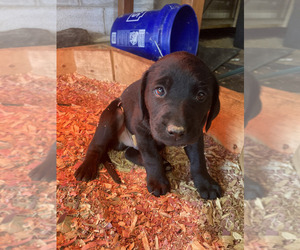 Bluetick Coonhound-Labrador Retriever Mix Puppy for sale in SCOTTSVILLE, VA, USA