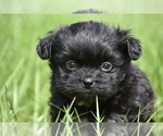 Small #3 Shih Aussie