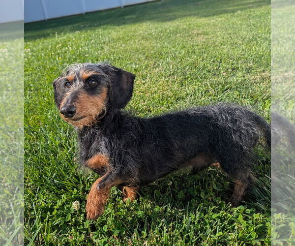 Medium Photo #5 Dachshund Puppy For Sale in Shelbyville, TN, USA