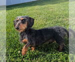 Small #4 Dachshund