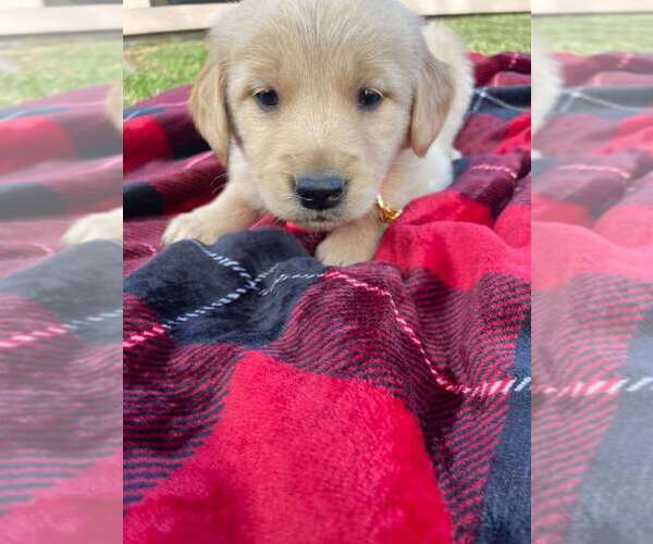 Full screen Photo #3 Golden Retriever Puppy For Sale in COVINA, CA, USA