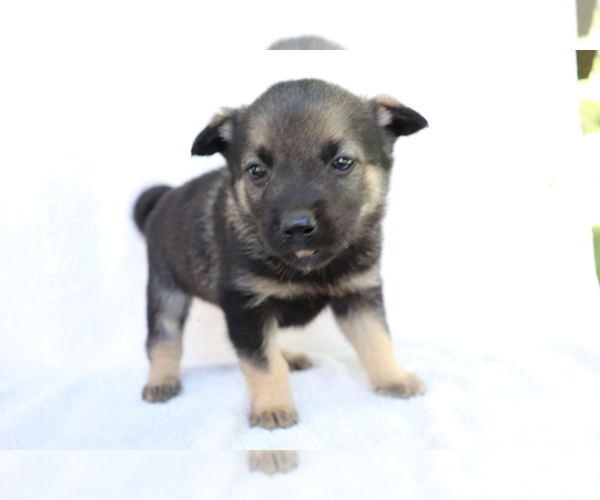 Medium Photo #3 Norwegian Elkhound Puppy For Sale in SHILOH, OH, USA