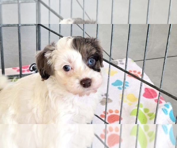 Medium Photo #12 Poovanese Puppy For Sale in ORO VALLEY, AZ, USA