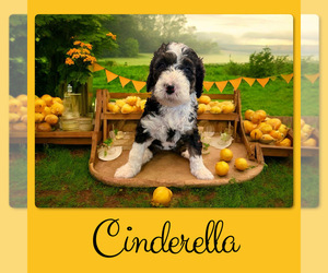 Bernedoodle-Poodle (Standard) Mix Puppy for sale in MENIFEE, CA, USA