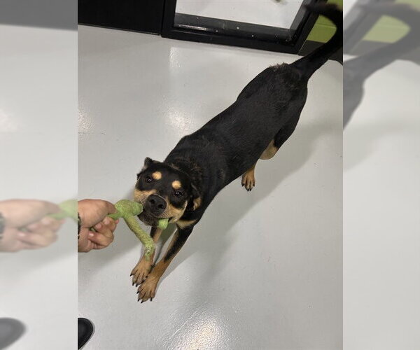 Medium Photo #2 Rottweiler-Unknown Mix Puppy For Sale in Temple, TX, USA