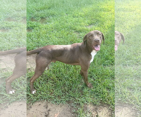 Medium Photo #6 Labrador Retriever-Unknown Mix Puppy For Sale in Eastman, GA, USA