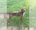 Small #5 Labrador Retriever Mix