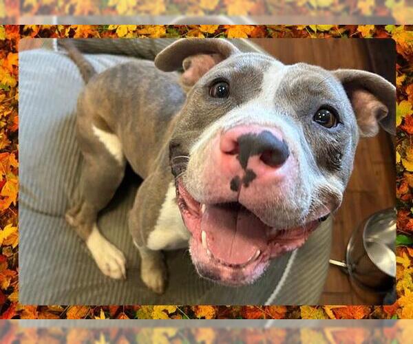 Medium Photo #2 American Pit Bull Terrier Puppy For Sale in Ojai, CA, USA