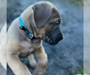 Cane Corso Puppy for sale in AUSTIN, TX, USA