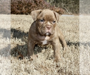American Bully Puppy for sale in COVINGTON, GA, USA