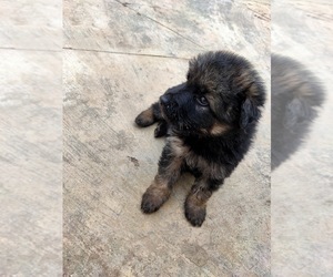 German Shepherd Dog Puppy for sale in Bengaluru, Karnataka, India