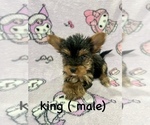 Puppy King Yorkshire Terrier