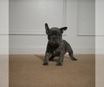 Small Photo #4 French Bulldog Puppy For Sale in ELLENWOOD, GA, USA