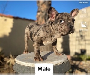 French Bulldog Puppy for sale in MORENO VALLEY, CA, USA