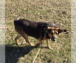 Small #7 German Shepherd Dog Mix