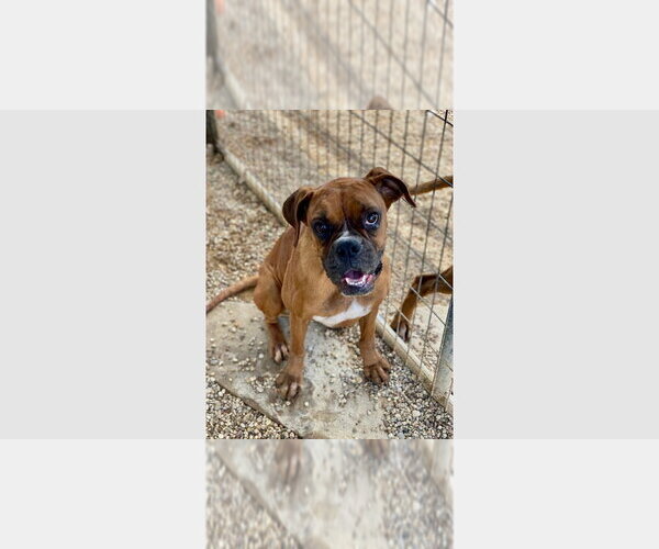 Medium Photo #5 Boxer Puppy For Sale in Austin, TX, USA