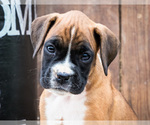 Puppy Providence Boxer