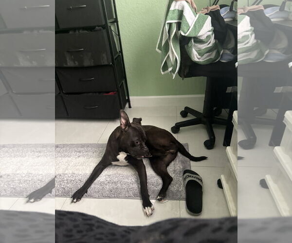 Medium Photo #1 Bulldog-Unknown Mix Puppy For Sale in Miami, FL, USA