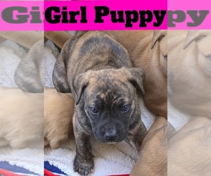 American Pit Bull Terrier-German Shepherd Dog Mix Puppy for sale in LOS ANGELES, CA, USA