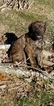 Small Photo #1 Cane Corso-Mastiff Mix Puppy For Sale in CABOOL, MO, USA