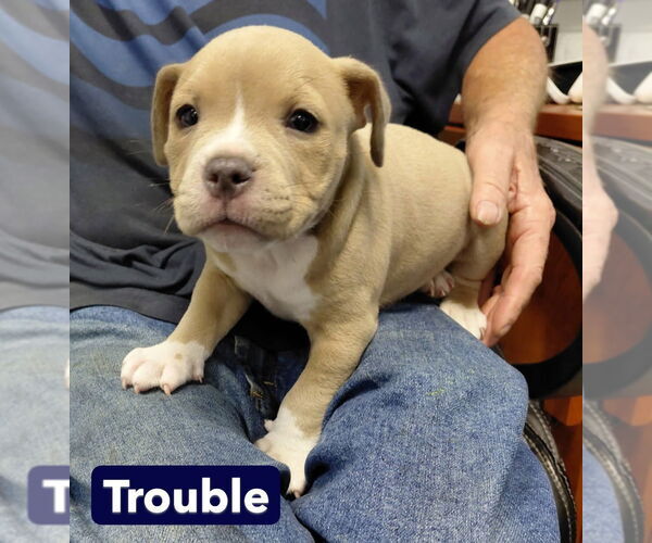 Medium Photo #2 Mutt Puppy For Sale in South Bend, IN, USA