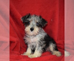 Schnauzer (Miniature) Puppy for sale in BARNESVILLE, KS, USA