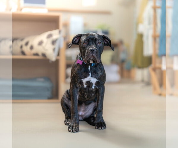 Medium Photo #10 Mutt Puppy For Sale in Marina Del Rey, CA, USA