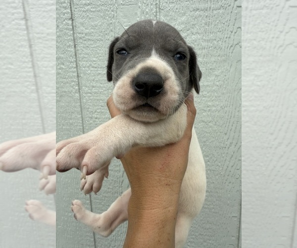 Medium Photo #6 Great Dane Puppy For Sale in HALLETTSVILLE, TX, USA