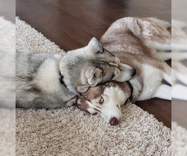 Medium Photo #3 Siberian Husky Puppy For Sale in Omaha, NE, USA