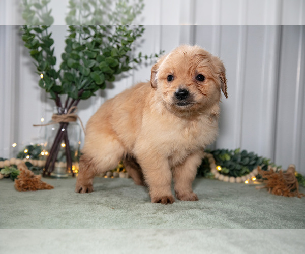 Medium Photo #16 Golden Retriever Puppy For Sale in HOLMESVILLE, OH, USA