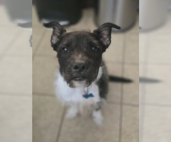 Medium Photo #7 American Staffordshire Terrier-Unknown Mix Puppy For Sale in Rosenberg, TX, USA