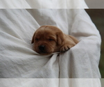 Small #7 Labrador Retriever