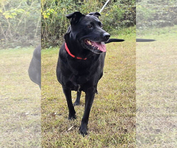 Medium Photo #4 Labrador Retriever-Unknown Mix Puppy For Sale in Wetumpka, AL, USA