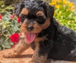 Small Photo #41 Yorkipoo Puppy For Sale in GOSHEN, IN, USA