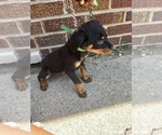 Small Photo #4 Rottweiler Puppy For Sale in DETROIT, MI, USA
