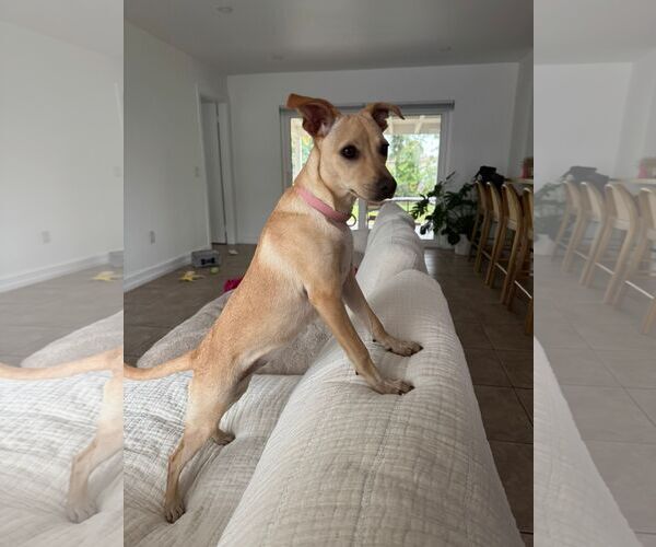 Medium Photo #2 Mutt Puppy For Sale in miami, FL, USA