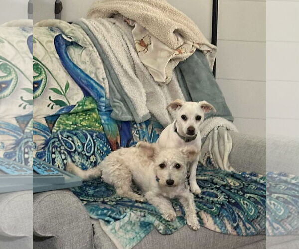 Medium Photo #5 Mutt Puppy For Sale in Escondido, CA, USA