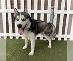 Small Siberian Husky