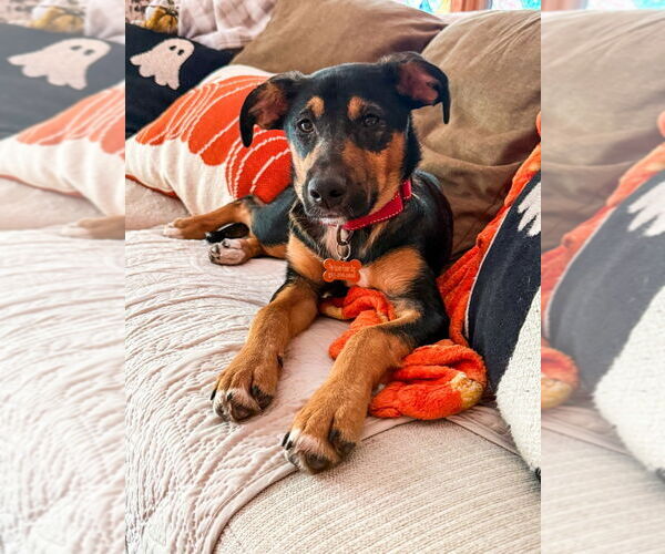 Medium Photo #3 Mutt Puppy For Sale in Minneapolis, MN, USA