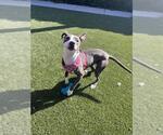 Small #3 American Pit Bull Terrier Mix