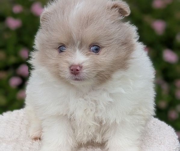 Medium Photo #20 Pomeranian Puppy For Sale in GOSHEN, IN, USA