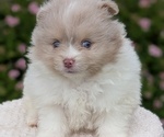 Small Photo #20 Pomeranian Puppy For Sale in GOSHEN, IN, USA