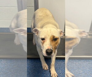 Mutt Dogs for adoption in Tarboro, NC, USA