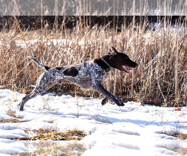 Medium Photo #3 German Shorthaired Pointer Puppy For Sale in SHELBY TOWNSHIP, MI, USA