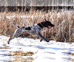 Small #2 German Shorthaired Pointer