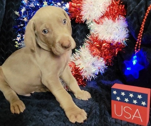 Medium Photo #3 Weimaraner Puppy For Sale in NEWCASTLE, OK, USA