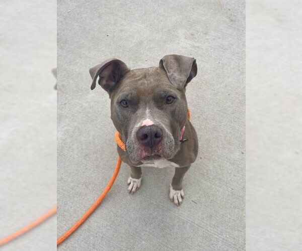 Medium Photo #2 American Pit Bull Terrier Puppy For Sale in Derwood, MD, USA